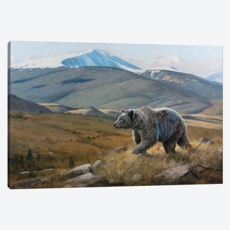 Snow Capped Grizzly Canvas Print #GHC93} by Grant Hacking Canvas Wall Art