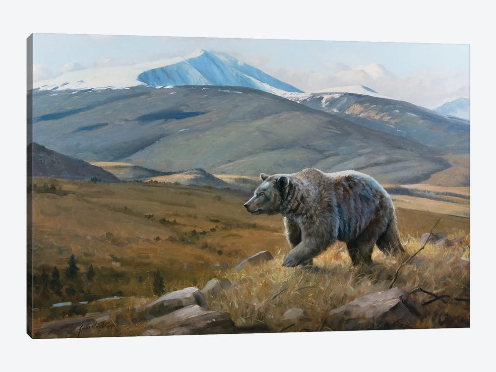 Snow Capped Grizzly by Grant Hacking 1-piece Canvas Art