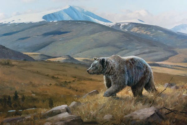 Grizzly Bears: Snow Capped Grizzly by Grant Hacking