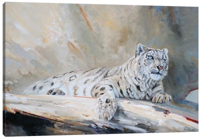 Snow Leopard Canvas Art Print - Grant Hacking