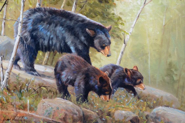 Grizzly Bears: Summer Time by Grant Hacking