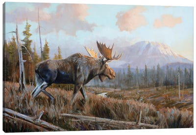 Sunlit Antlers Canvas Art Print - Moose Art