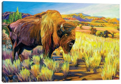 Lone Buffalo Canvas Art Print - Bison & Buffalo Art