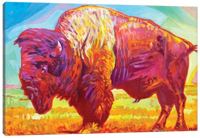 Red Buffalo Canvas Art Print - Greg Heil