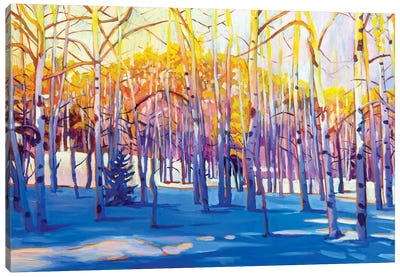 Snowy Aspens Canvas Art Print - Plein Air Paintings
