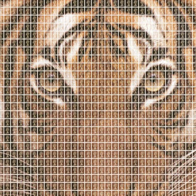 Tiger by Gary Hogben multi panel art