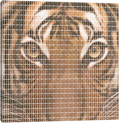 Tiger Canvas Art Print - Gary Hogben