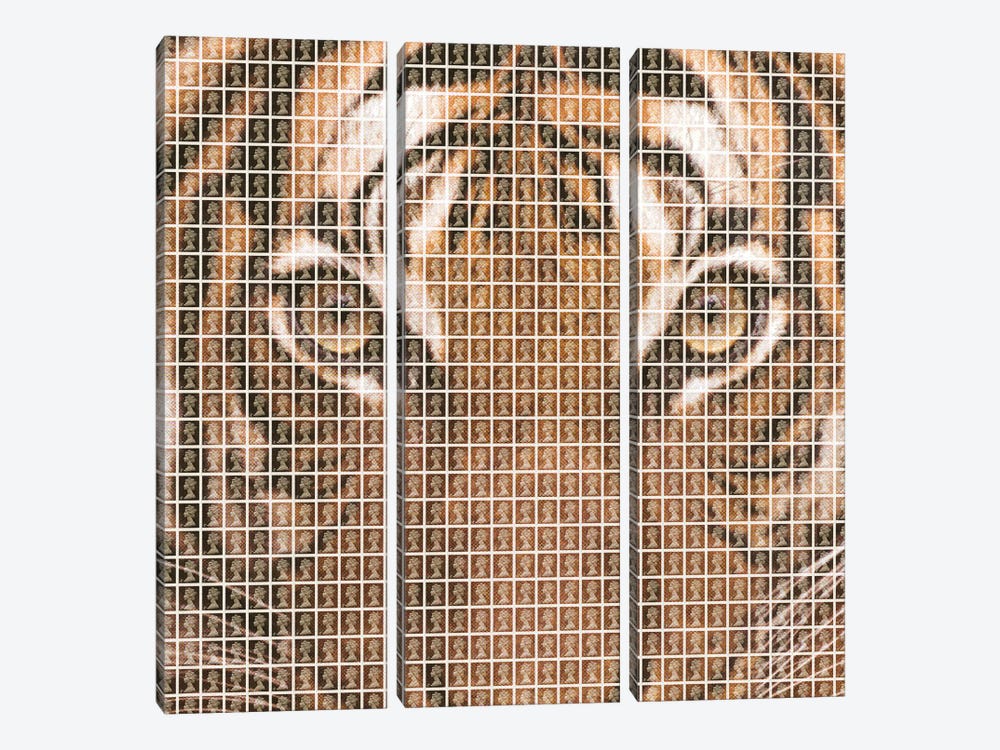 Tiger by Gary Hogben 3-piece Art Print
