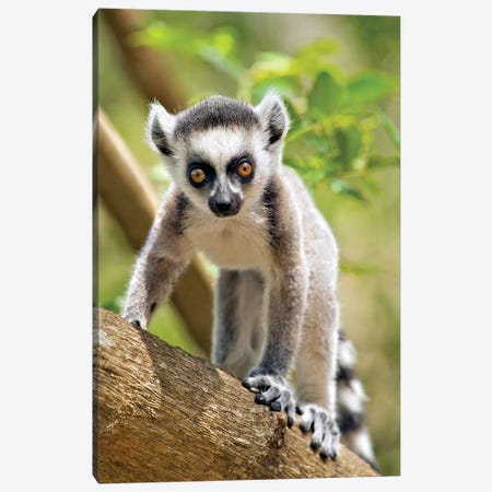 Baby Ring-Tailed Lemur In The Anja Private Community Reserve Near Ambalavao In Southern Madagascar. Canvas Print #GIG1} by Gallo Images Canvas Art