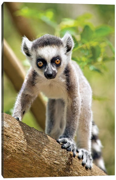 Baby Ring-Tailed Lemur, The Anja Private Community Reserve, Near Ambalavao, Southern Madagascar Canvas Art Print - Lemur Art