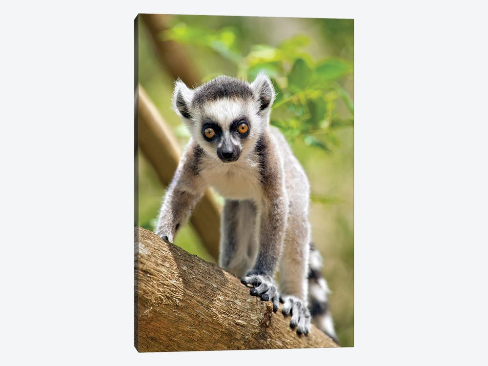 Baby Ring-Tailed Lemur, The Anja Private Community Reserve, Near Ambalavao, Southern Madagascar by Gallo Images 1-piece Canvas Print