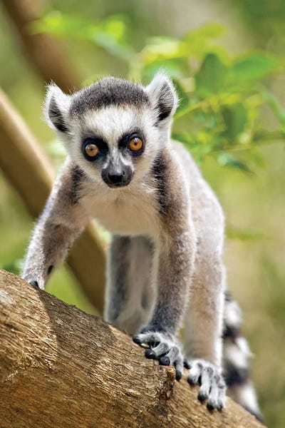 Lemurs: Baby Ring-Tailed Lemur, The Anja Private Community Reserve, Near Ambalavao, Southern Madagascar by Gallo Images