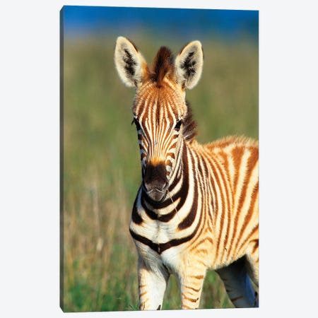 Plains Zebra Foal Portrait, Tala Private Reserve, Midlands, Kwazulu-Natal, South Africa Canvas Print #GIG2} by Gallo Images Canvas Wall Art