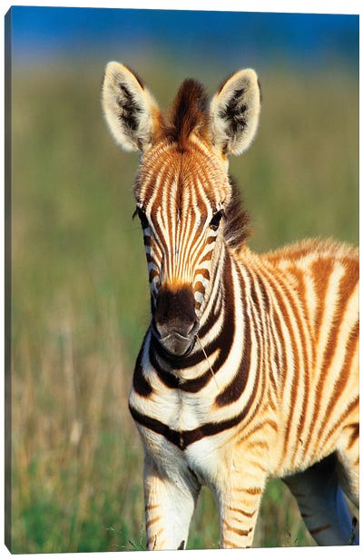 Plains Zebra Foal Portrait, Tala Private Reserve, Midlands, Kwazulu-Natal, South Africa Canvas Art Print