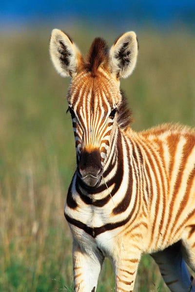 Zebras: Plains Zebra Foal Portrait, Tala Private Reserve, Midlands, Kwazulu-Natal, South Africa by Gallo Images