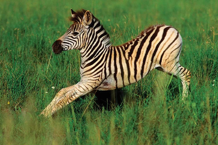 Plains Zebra Foal Stretching, Midmar Game Reserve, Midlands, Kwazulu-Natal, South Africa