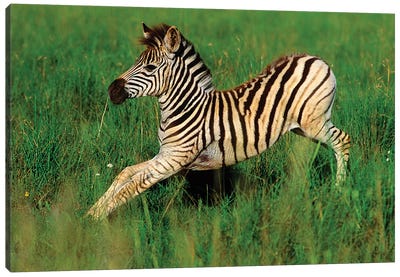 Plains Zebra Foal Stretching, Midmar Game Reserve, Midlands, Kwazulu-Natal, South Africa Canvas Art Print