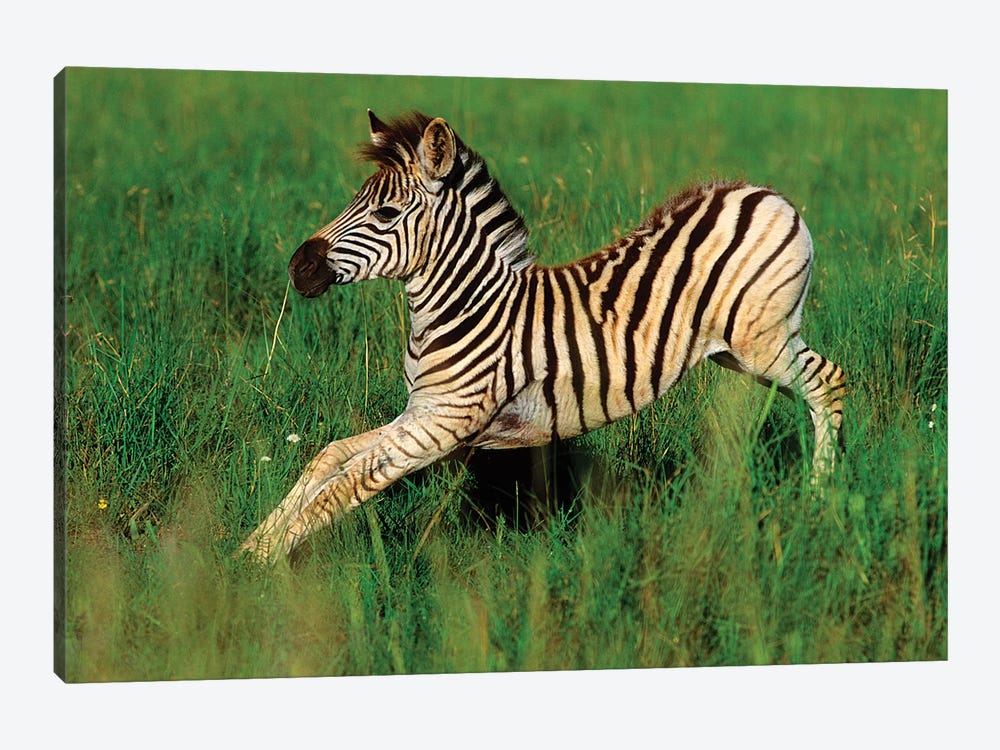 Plains Zebra Foal Stretching, Midmar Game Reserve, Midlands, Kwazulu-Natal, South Africa by Gallo Images 1-piece Canvas Art Print
