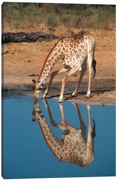 Giraffe Drinking From Pond, Hwange National Park, Zimbabwe, Africa Canvas Art Print - Zimbabwe