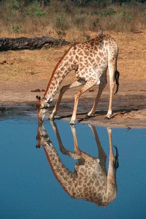 Giraffe Drinking From Pond, Hwange National Park, Zimbabwe, Africa