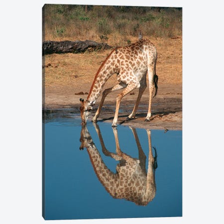 Giraffe Drinking From Pond, Hwange National Park, Zimbabwe, Africa Canvas Print #GIG4} by Gallo Images Canvas Art Print