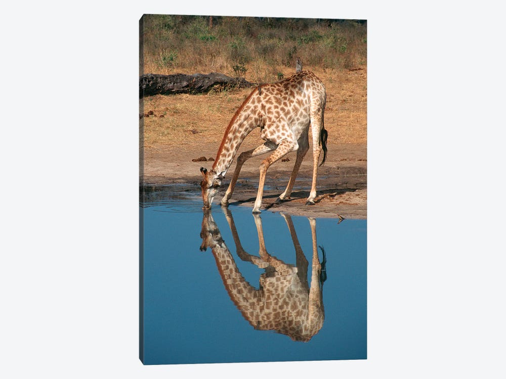 Giraffe Drinking From Pond, Hwange National Park, Zimbabwe, Africa by Gallo Images 1-piece Canvas Artwork