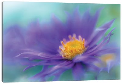 Gold & Purple in the Mist V Canvas Art Print