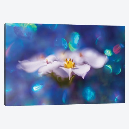 Jewels of the Enchanted Forest VI Canvas Print #GIH6} by Gillian Hunt Canvas Art