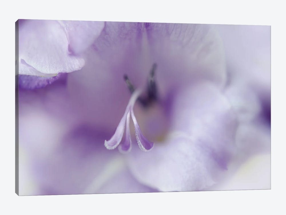A Gift in Purple II 1-piece Canvas Print