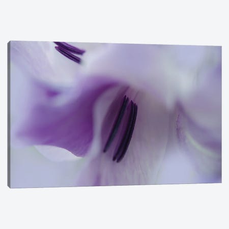 A Gift in Purple III Canvas Print #GIH9} by Gillian Hunt Canvas Art Print