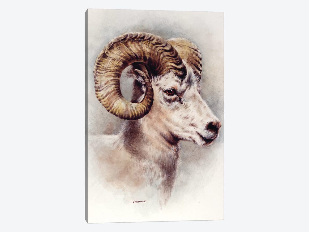 Dall Sheep Portrait by Giordano Studios 1-piece Canvas Art Print