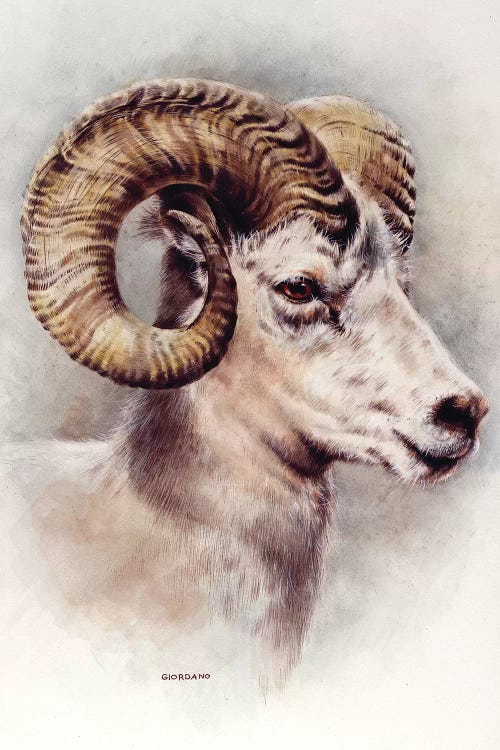 Dall Sheep Portrait by Giordano Studios wall art