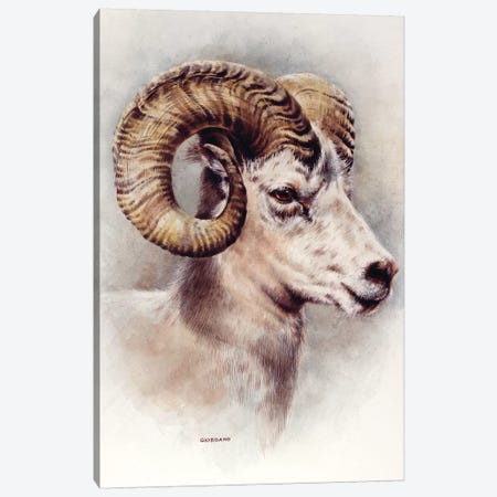 Dall Sheep Portrait Canvas Print #GIO14} by Giordano Studios Canvas Artwork