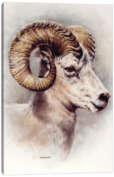Dall Sheep Portrait Canvas Art Print - Sheep Art