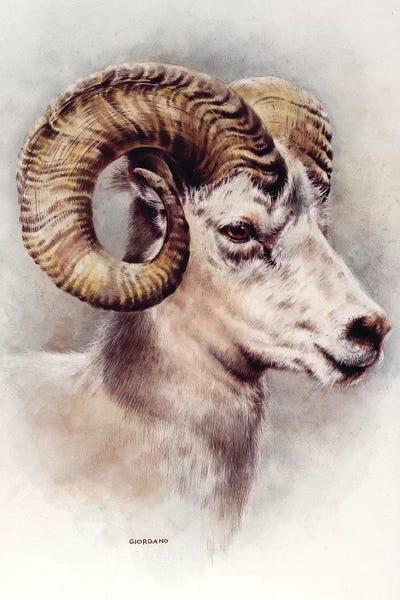 Tan: Dall Sheep Portrait by Giordano Studios