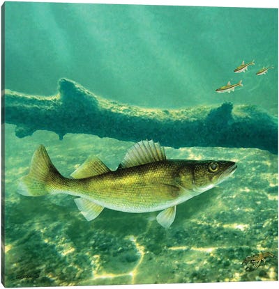 Deep Water Walleye Canvas Art Print - Underwater Art