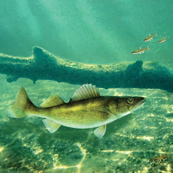Underwater: Deep Water Walleye by Giordano Studios