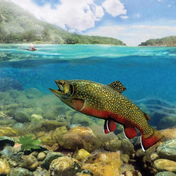 Trout: Brookie On The Riffle by Giordano Studios