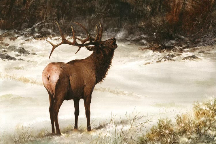 Elk Calling by Giordano Studios wall art