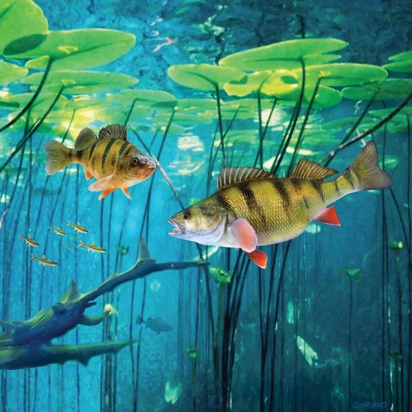 Lilies: Under The Lily Pads by Giordano Studios