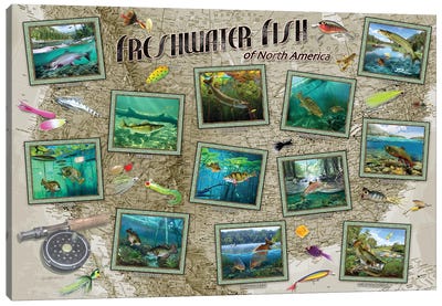 Fish Of North America Canvas Art Print - Fishing Art
