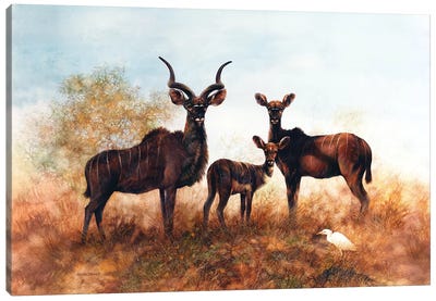 Kudus In The Savannah Canvas Art Print - Elk Art