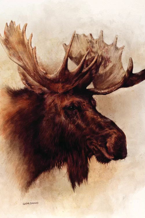 Moose Portrait