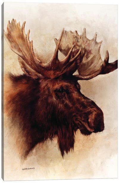 Moose Portrait Canvas Art Print - Elk Art