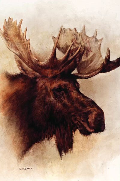 Elk: Moose Portrait by Giordano Studios