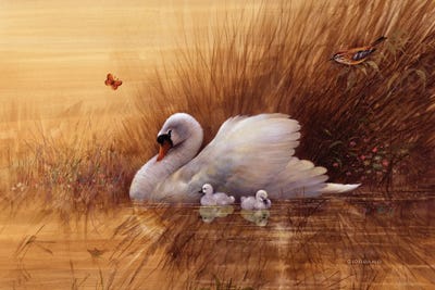 Summer Cygnets by Giordano Studios framed wall art