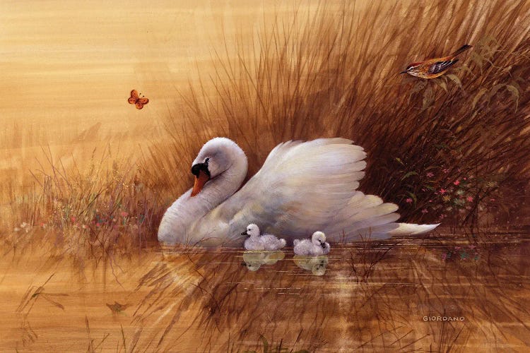 Summer Cygnets