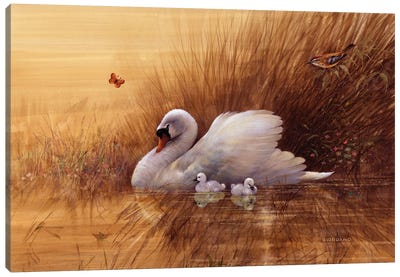 Summer Cygnets Canvas Art Print - Swan Art