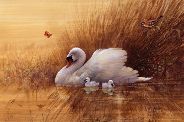 Ponds: Summer Cygnets by Giordano Studios