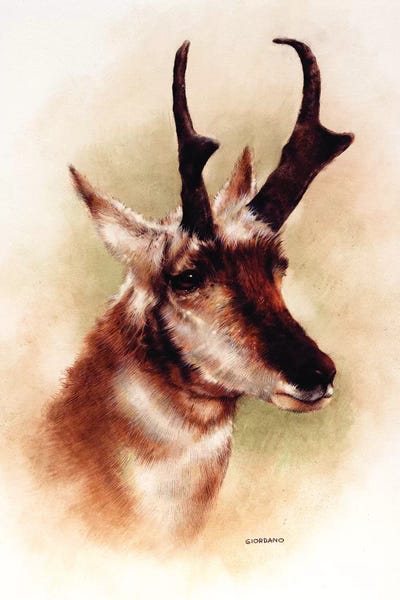 Pronghorn Portrait by Giordano Studios framed wall art